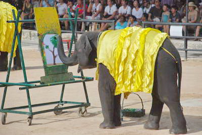 Nongnooch Pattaya 17 Nongnooch Pattaya 17
